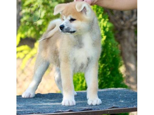 Akita Inu